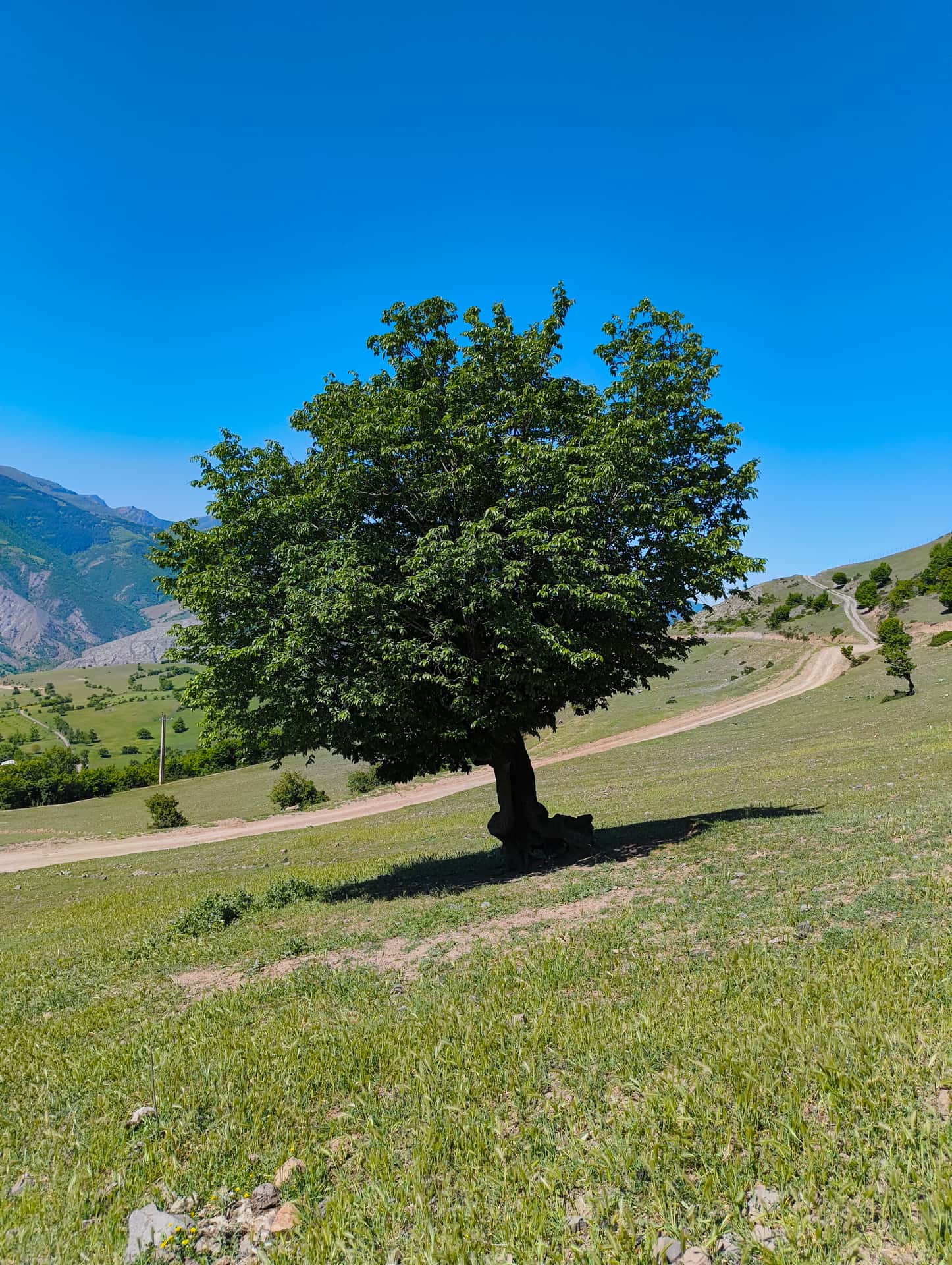 تنها ایستاده در امید