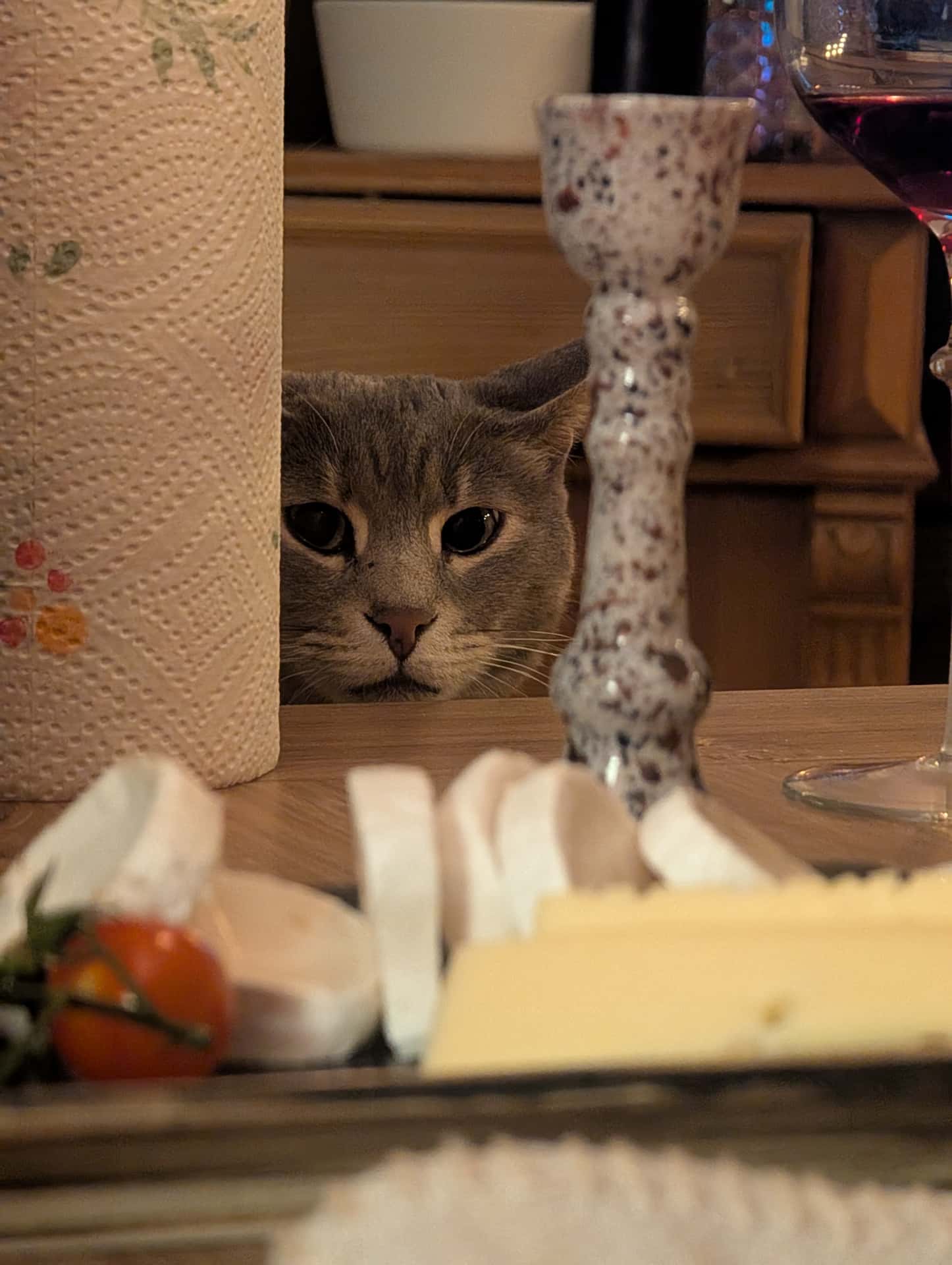 The curious cat