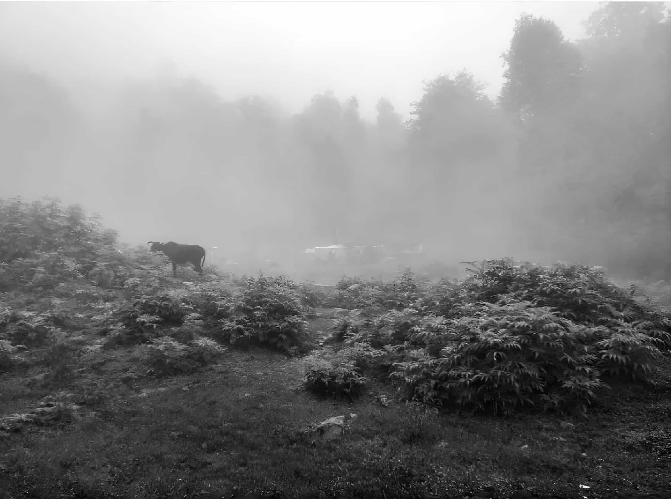The Cow In the Pasture