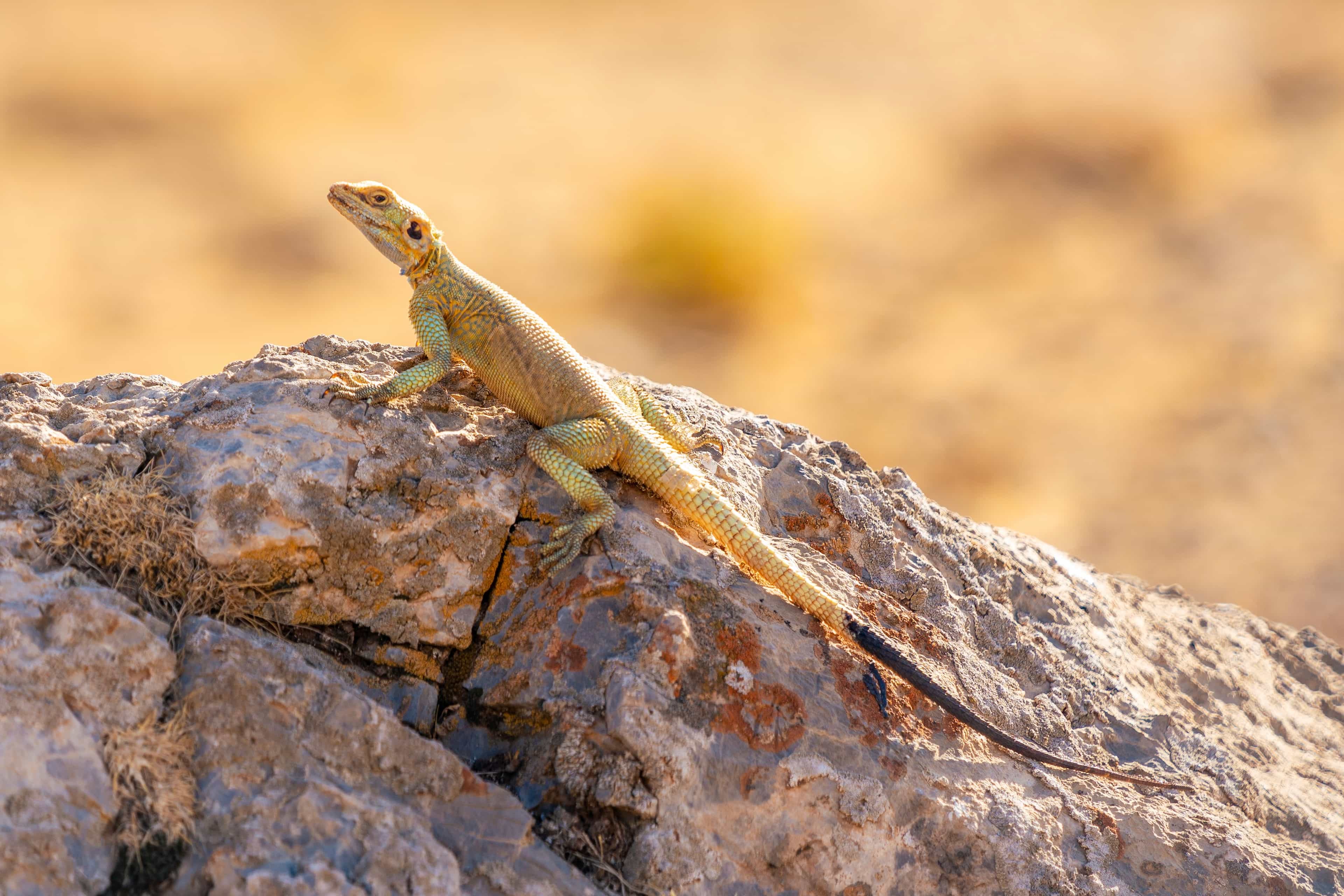 Agamidae
