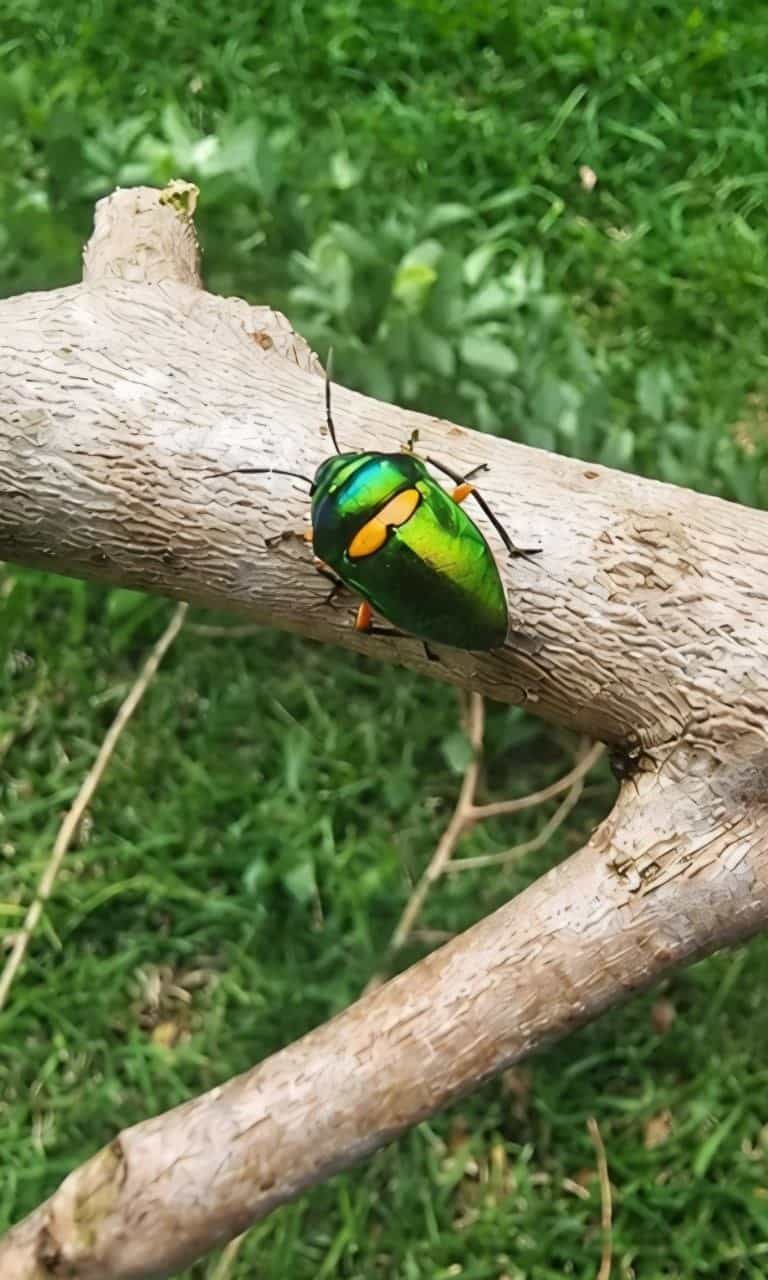 سناتور سبز 