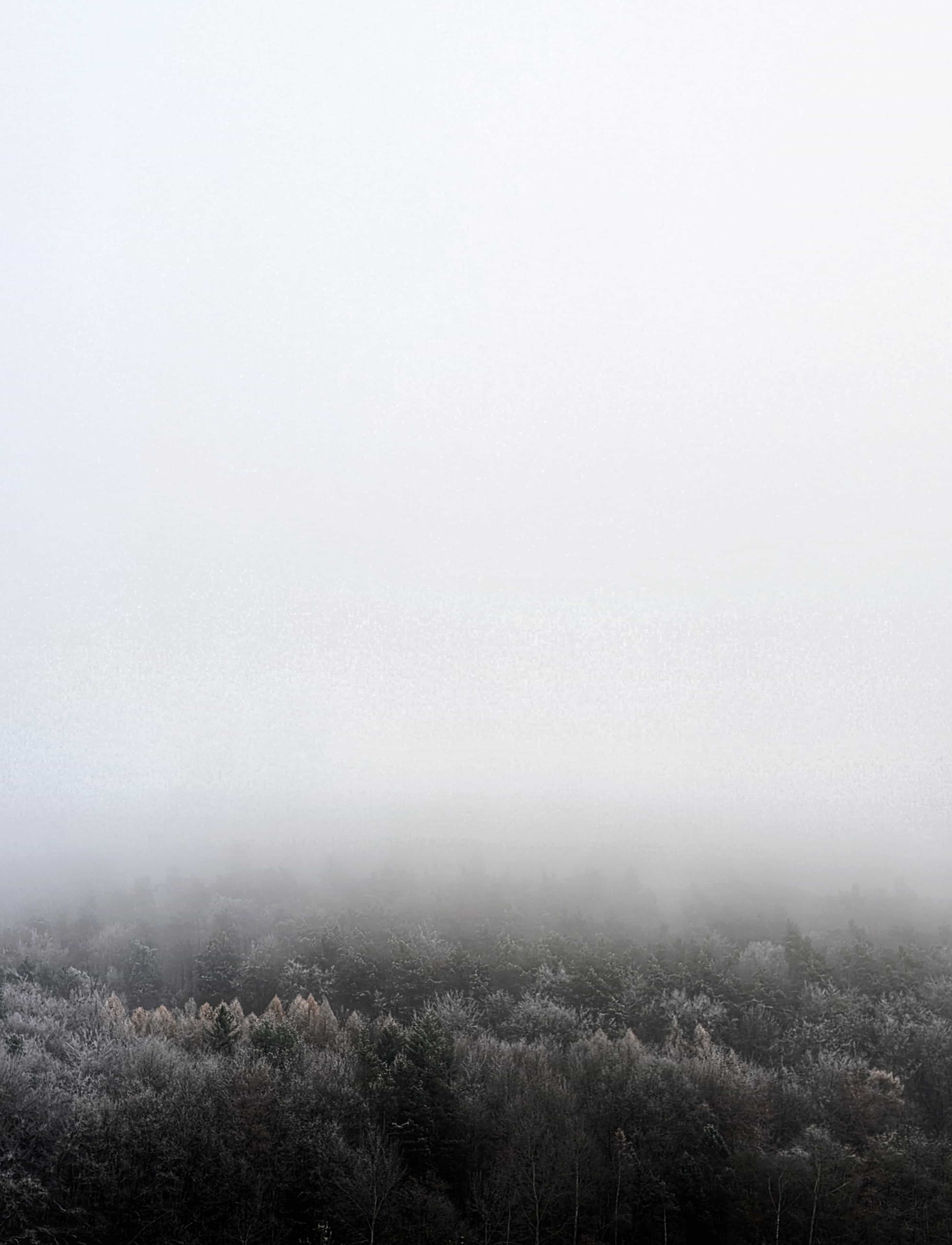 Evergreen  — Photography by Abby A