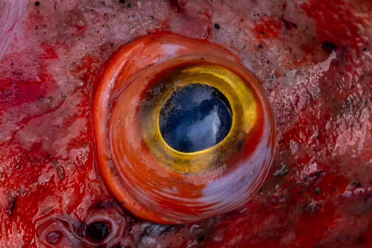 Life through dead fish eye — Photography by Cia Pak