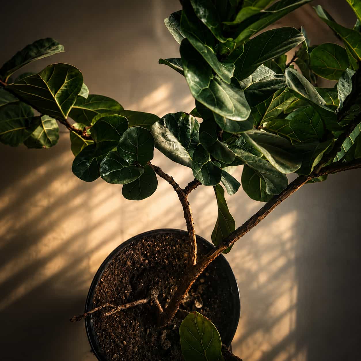 رقص نور و‌ برگ — Photography by ماکان ریاحی