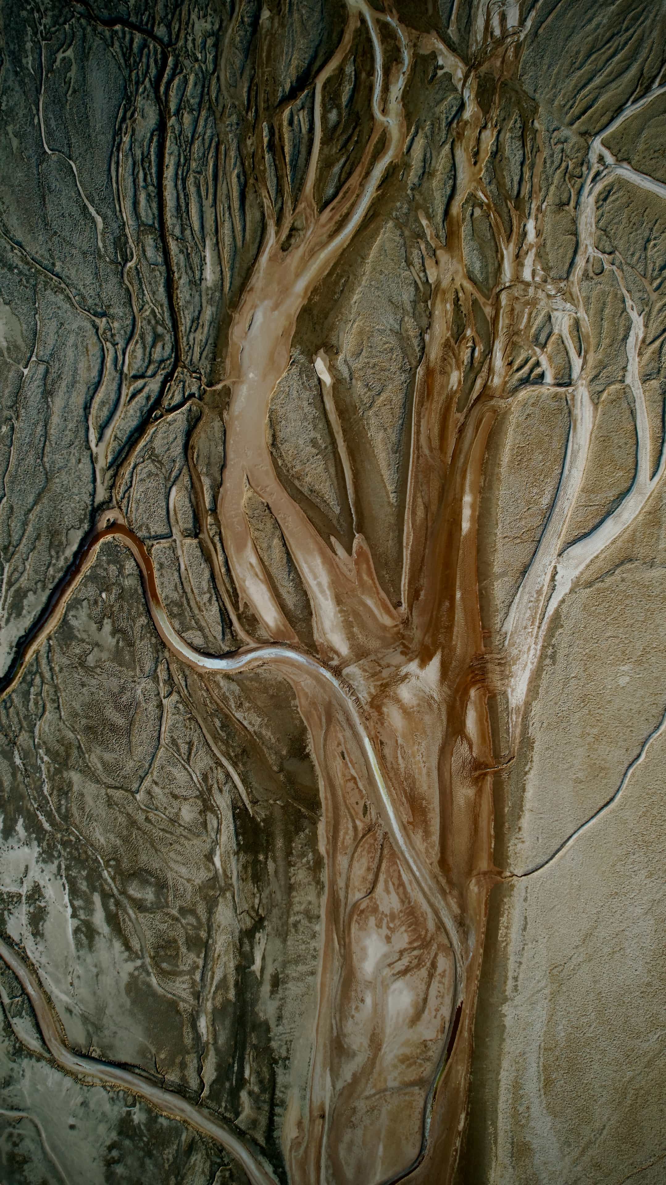 tree of life