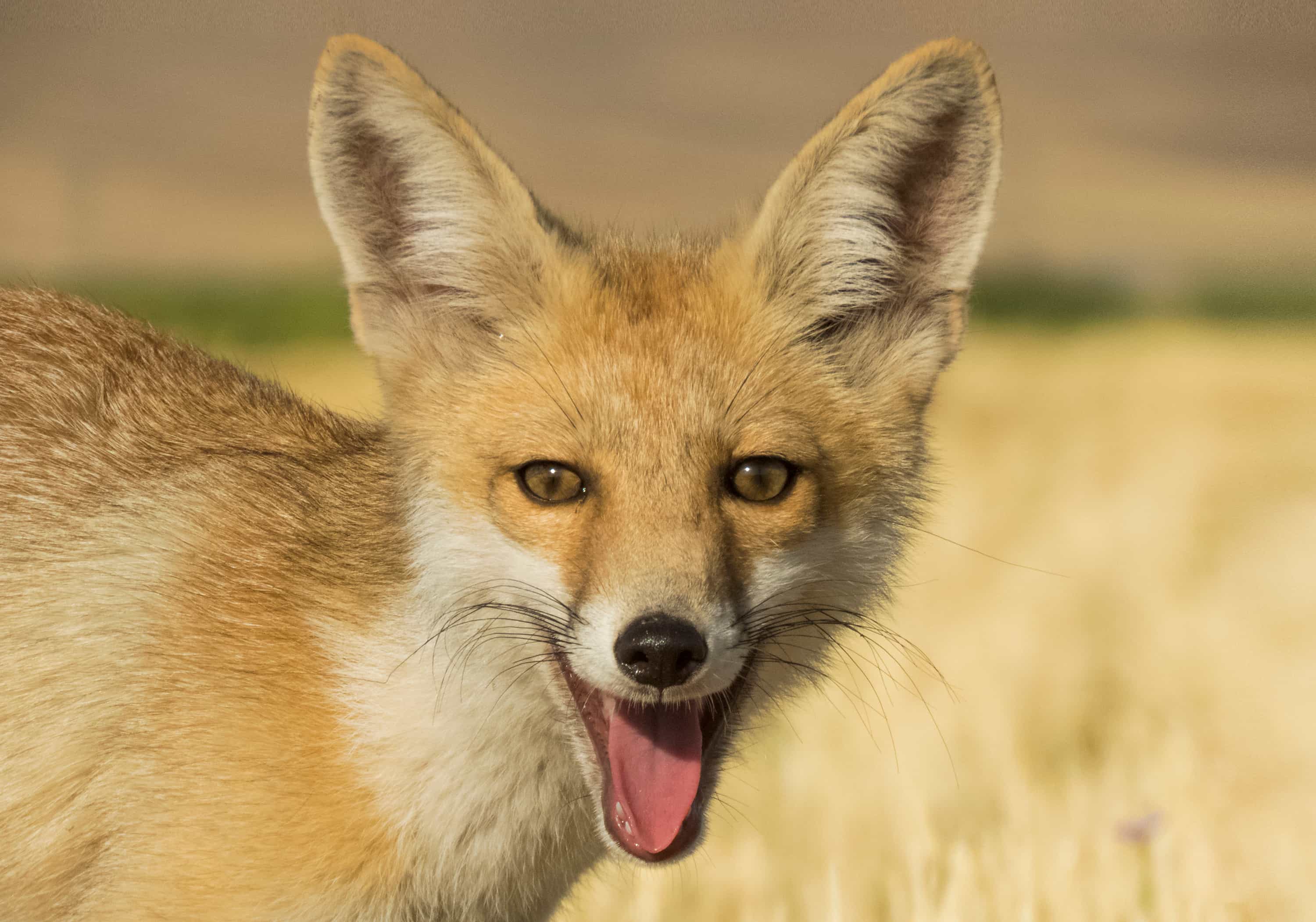 Fox Laugh — Photography by mohammad javad rostami 