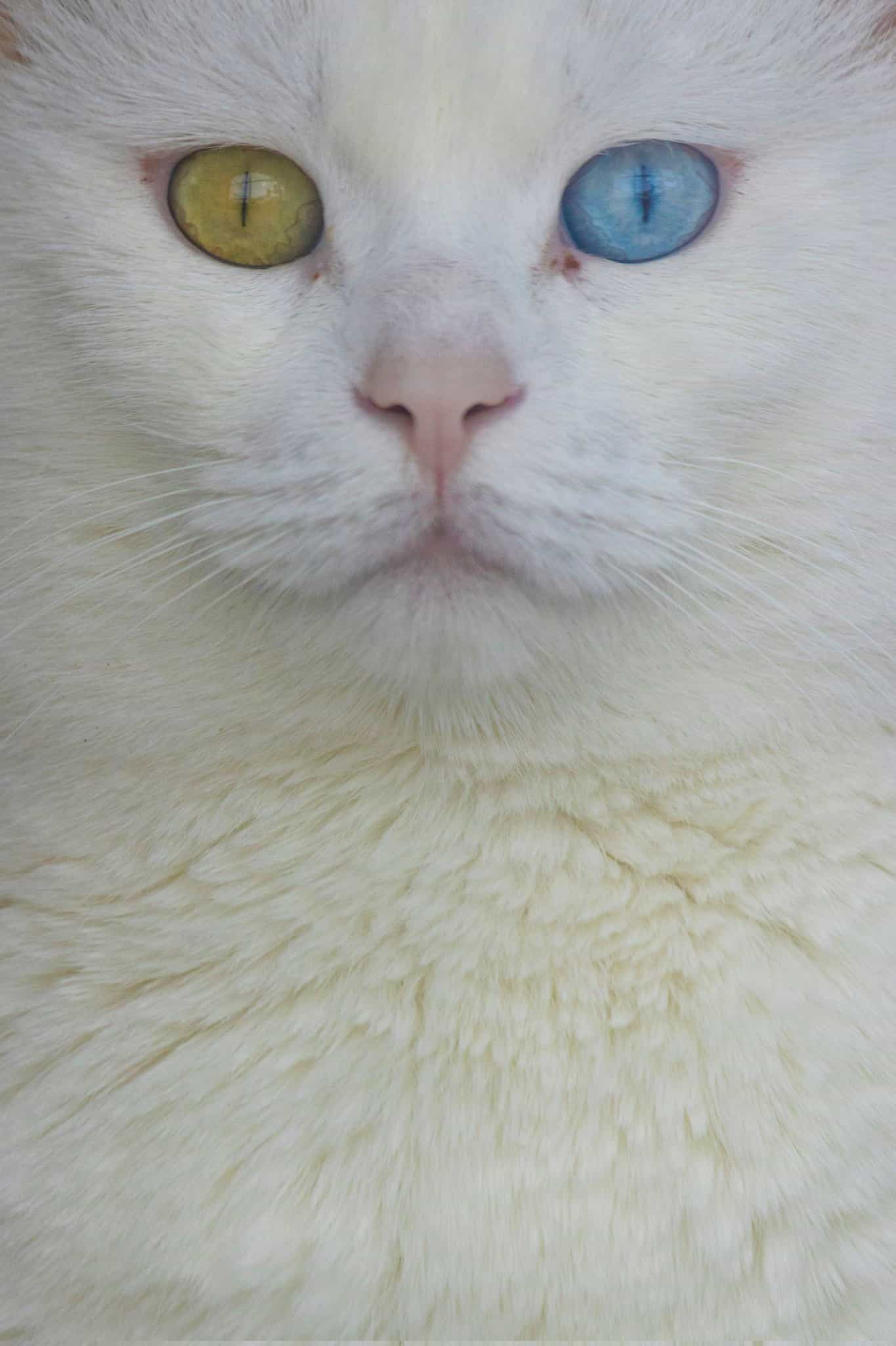 Rare cat — Photography by mohammad javad rostami 