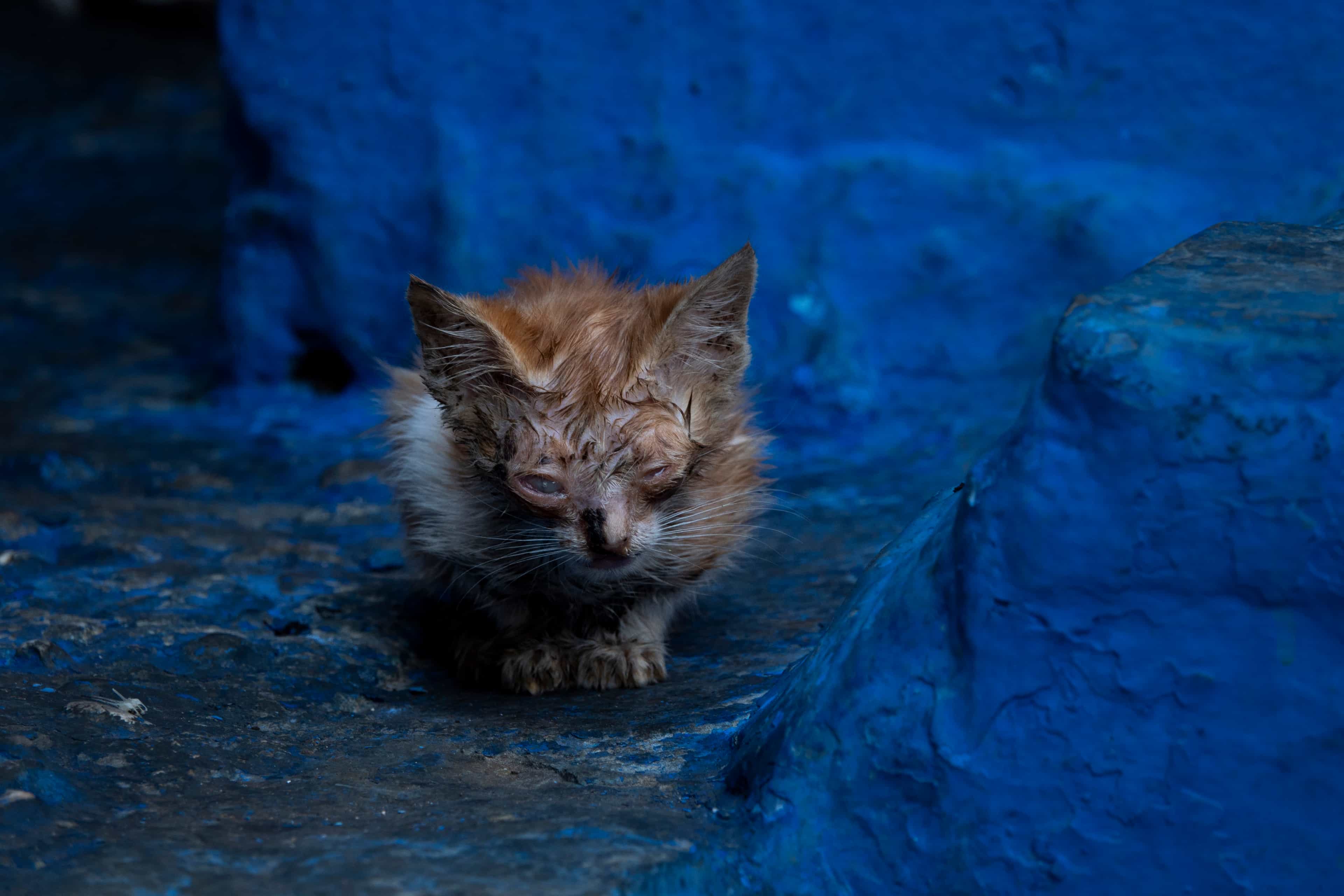 Why — Photography by Cia Pak