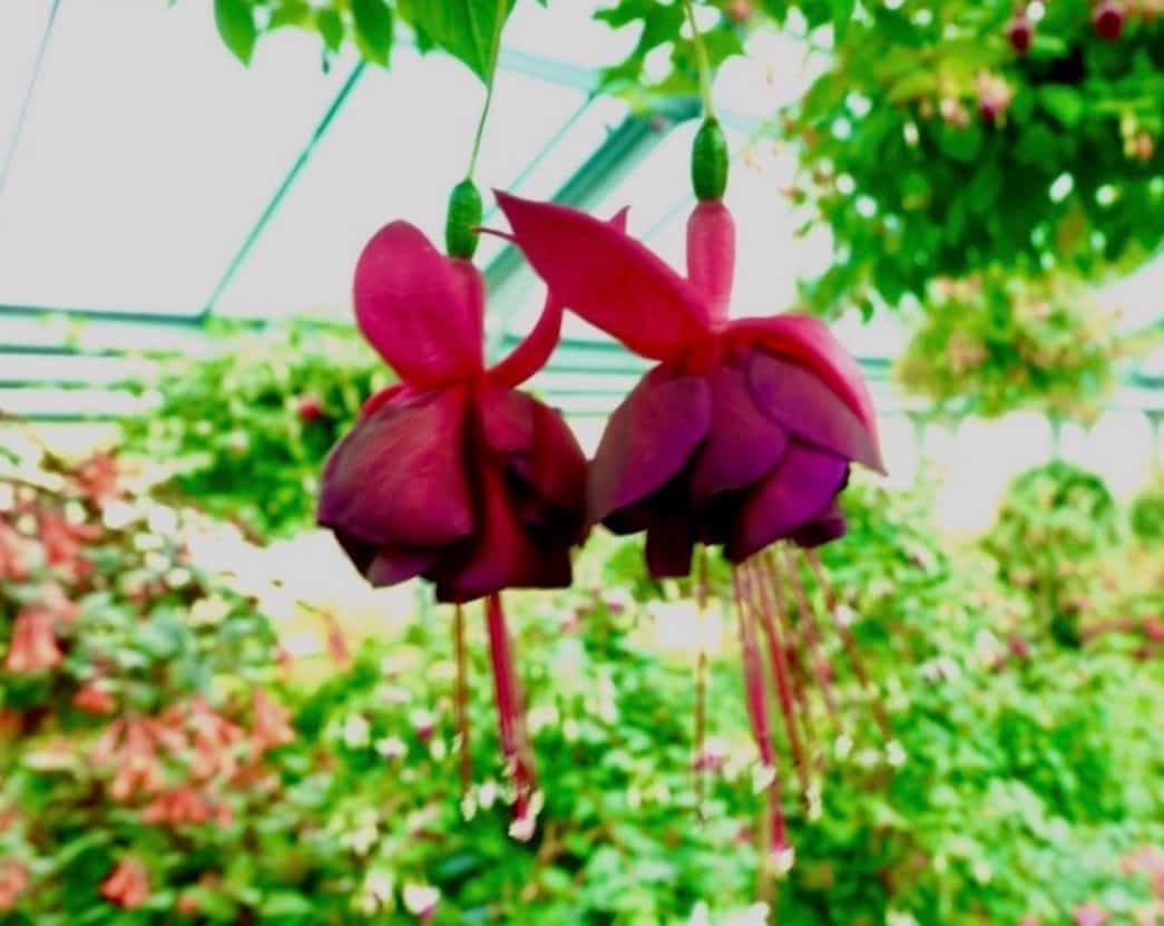 نجوای میانِ گل‌ها — Photography by بابک پیوند