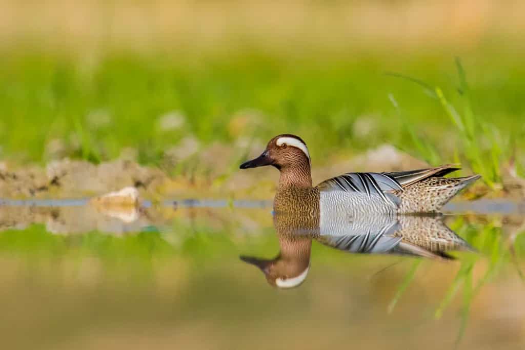 انعکاس  — Photography by mohammad javad rostami 